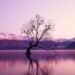 black withered tree surounded by body of water