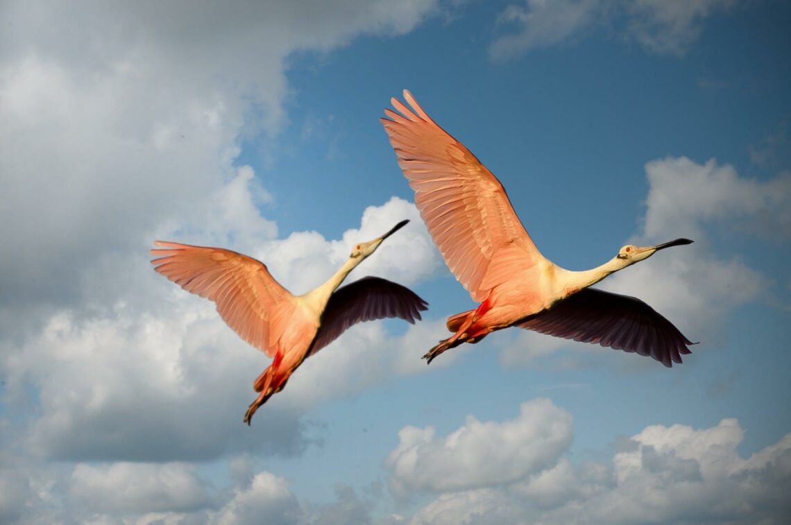 low angle photography of two roseate spoonbill flying under the blue sky