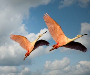 low angle photography of two roseate spoonbill flying under the blue sky