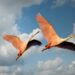 low angle photography of two roseate spoonbill flying under the blue sky